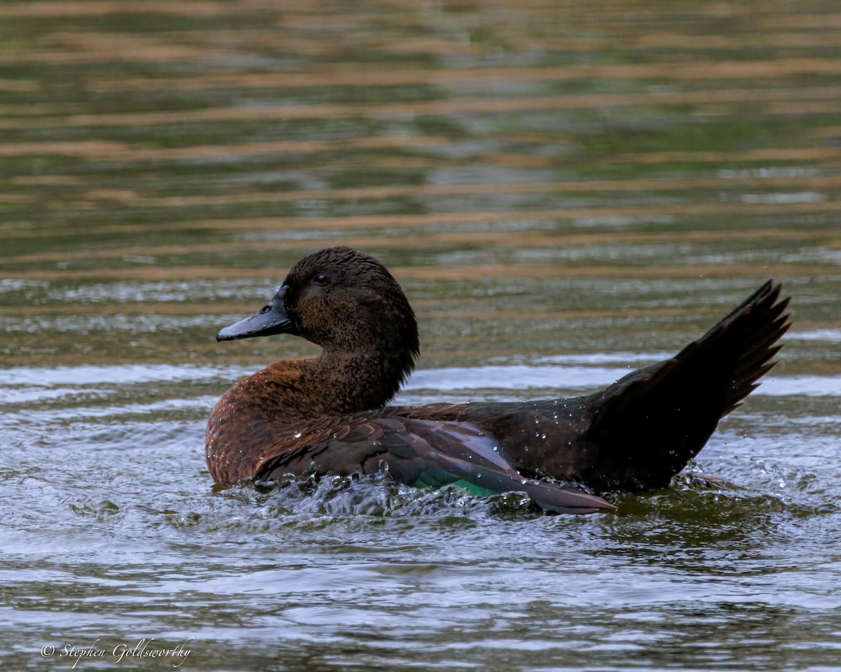 Тэжээмэл нугас - ML644488285