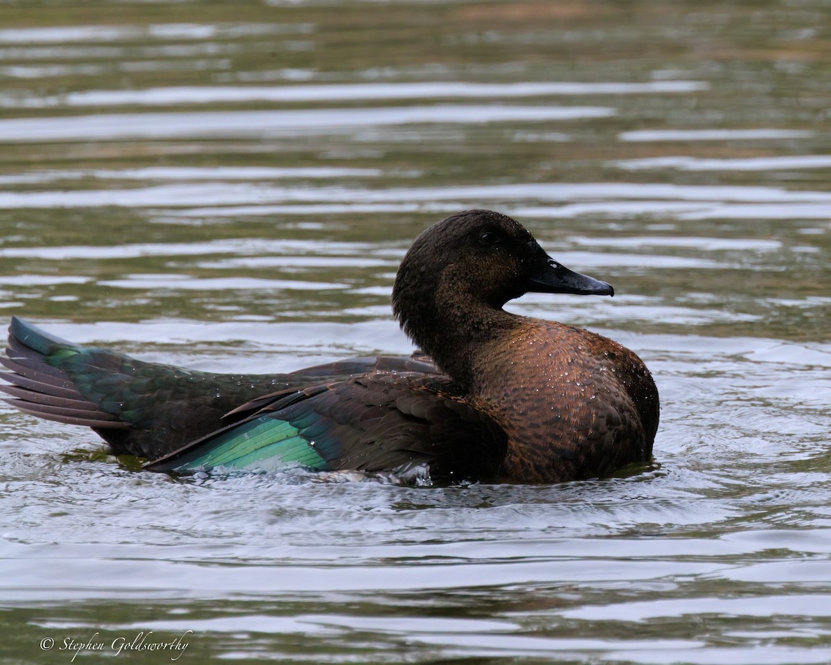 Тэжээмэл нугас - ML644488286