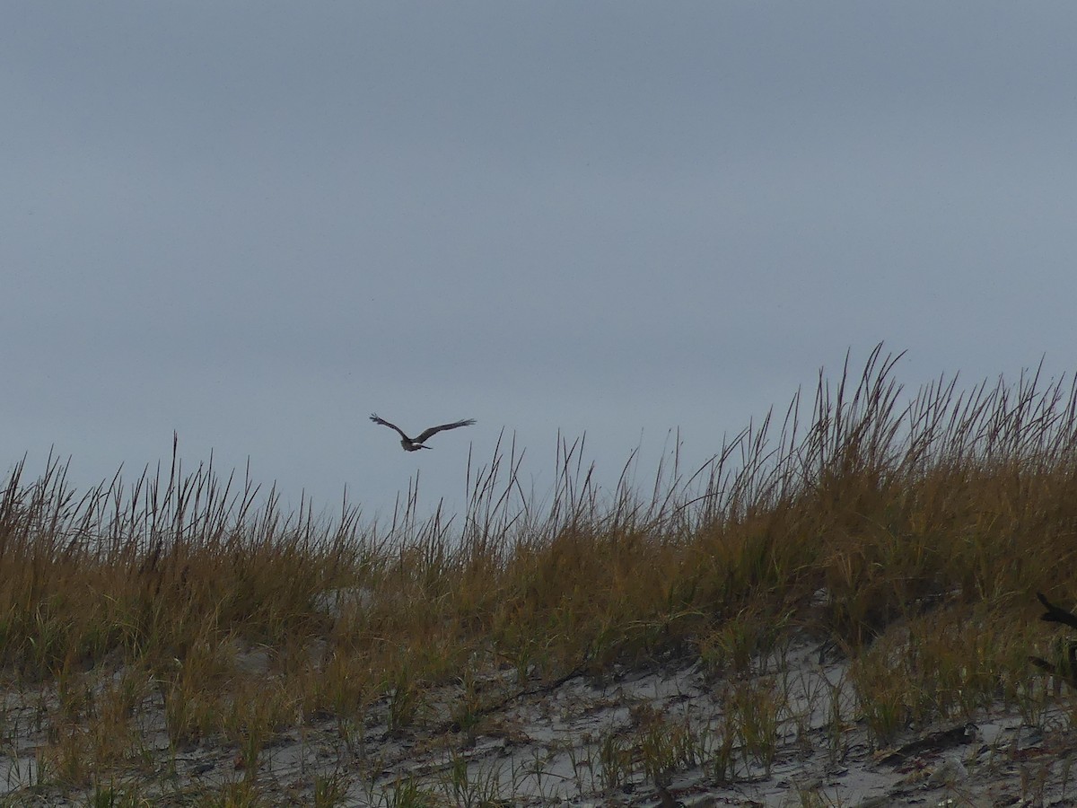 Northern Harrier - ML644488287