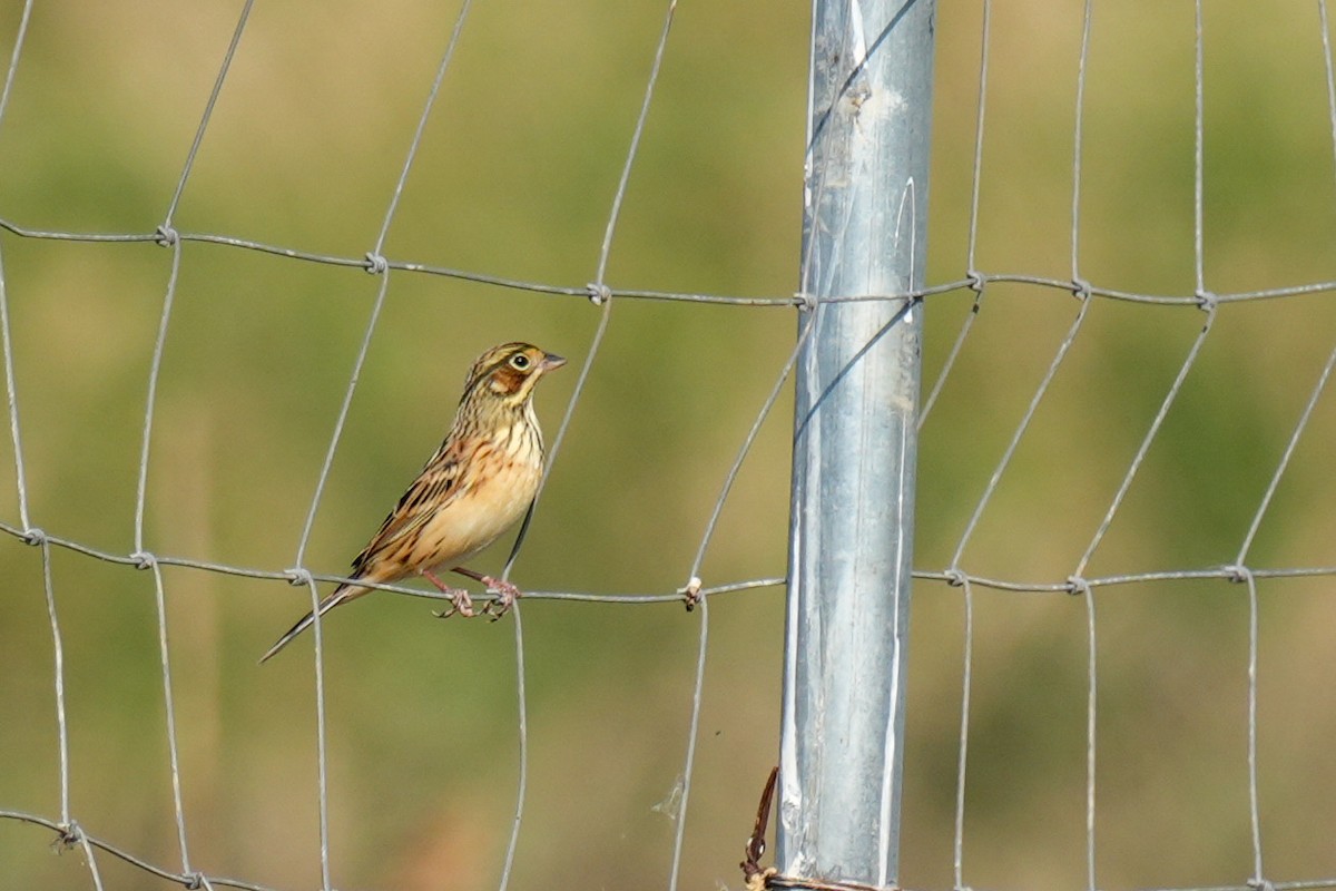 Шар нүдэн хөмрөг - ML644488288