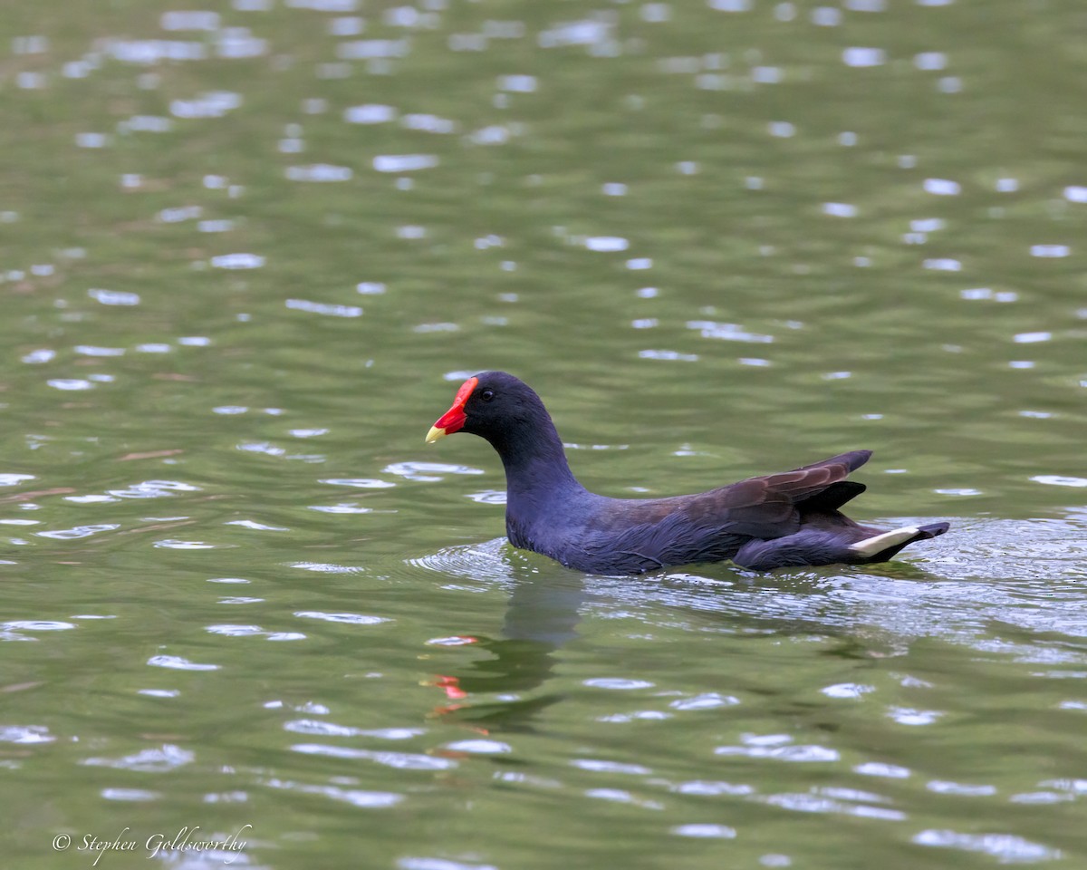Dusky Moorhen - ML644488291