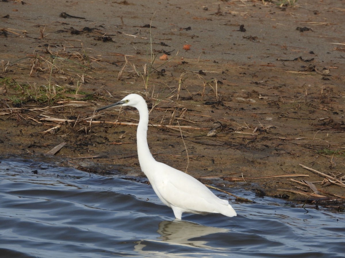 Aigrette garzette - ML644488292