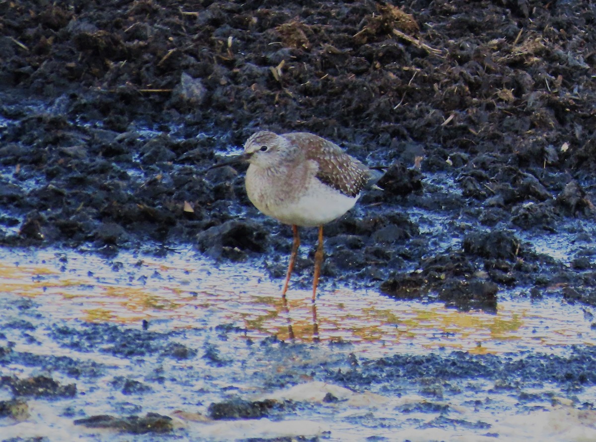 Lesser Yellowlegs - ML644488295