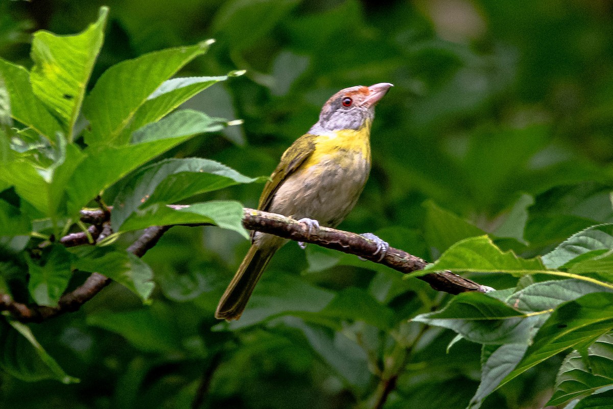 Rufous-browed Peppershrike - ML644488296