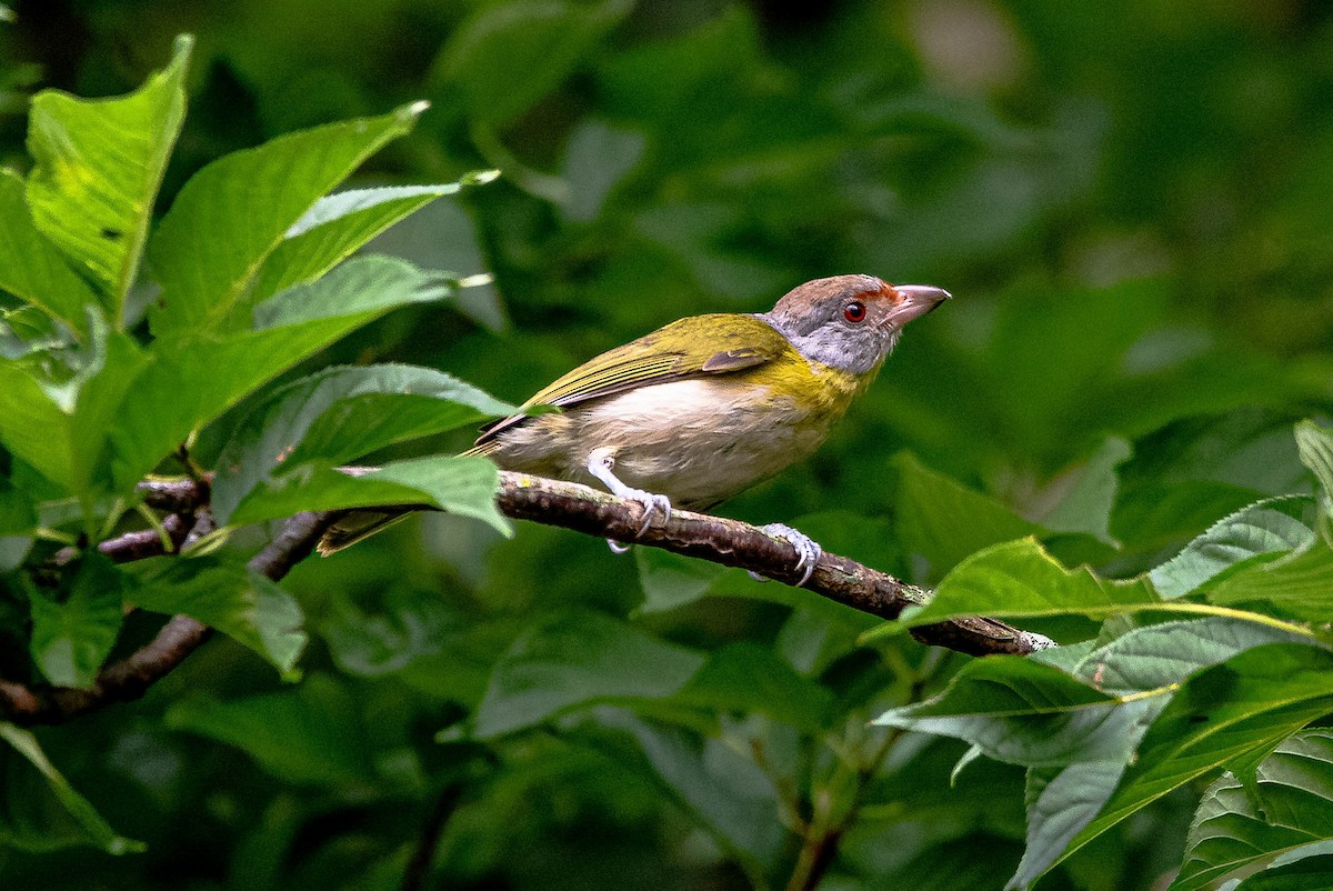 Rufous-browed Peppershrike - ML644488297
