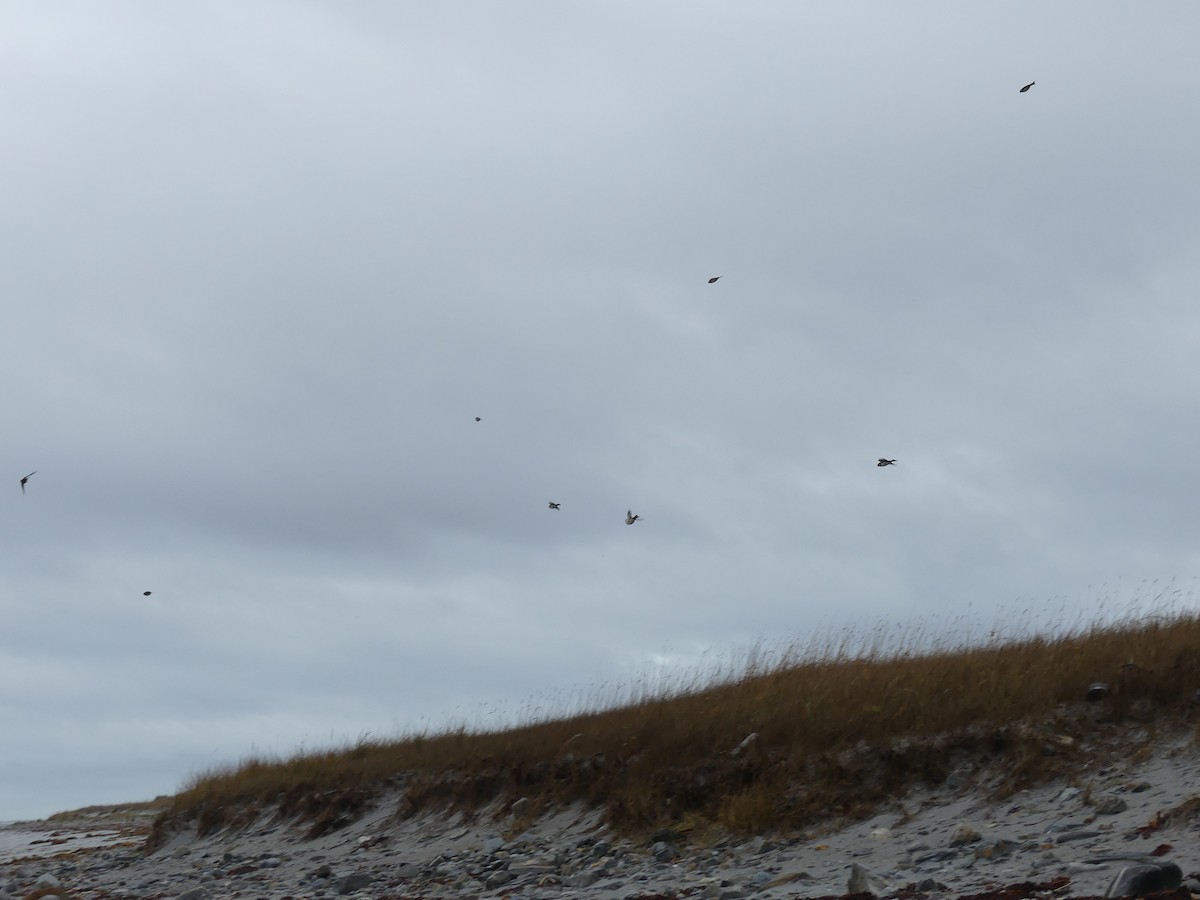 Буулгат хөмрөг - ML644488298