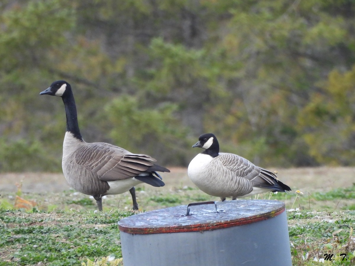 Cackling Goose - ML644488300