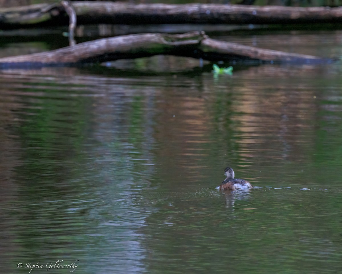 Australasian Grebe - ML644488301