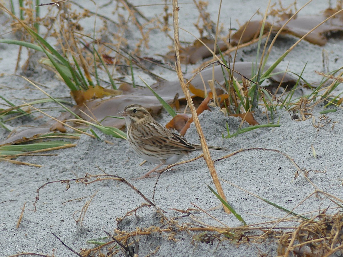 Savannah Sparrow - ML644488304