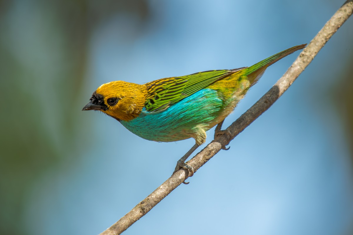 gullsnittanagar - ML644488307