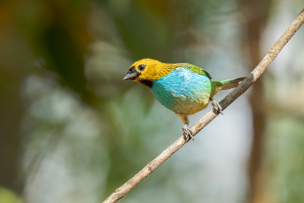 gullsnittanagar - ML644488309