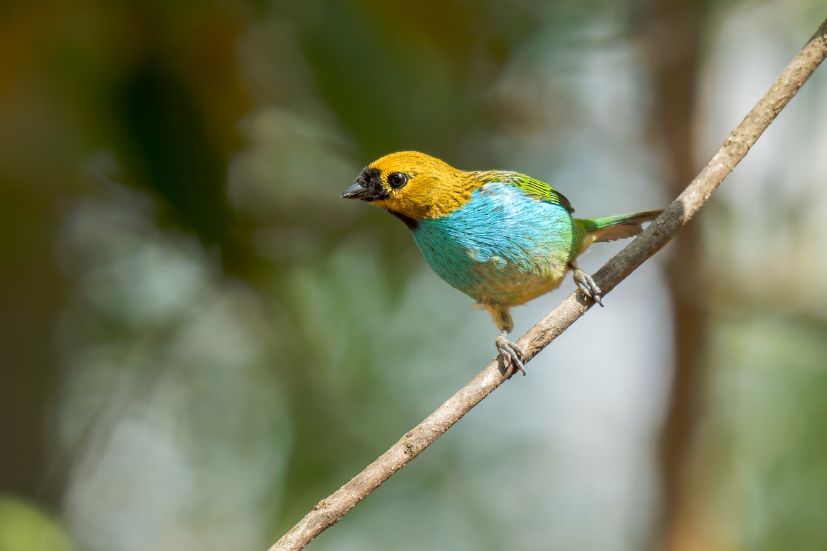 gullsnittanagar - ML644488311