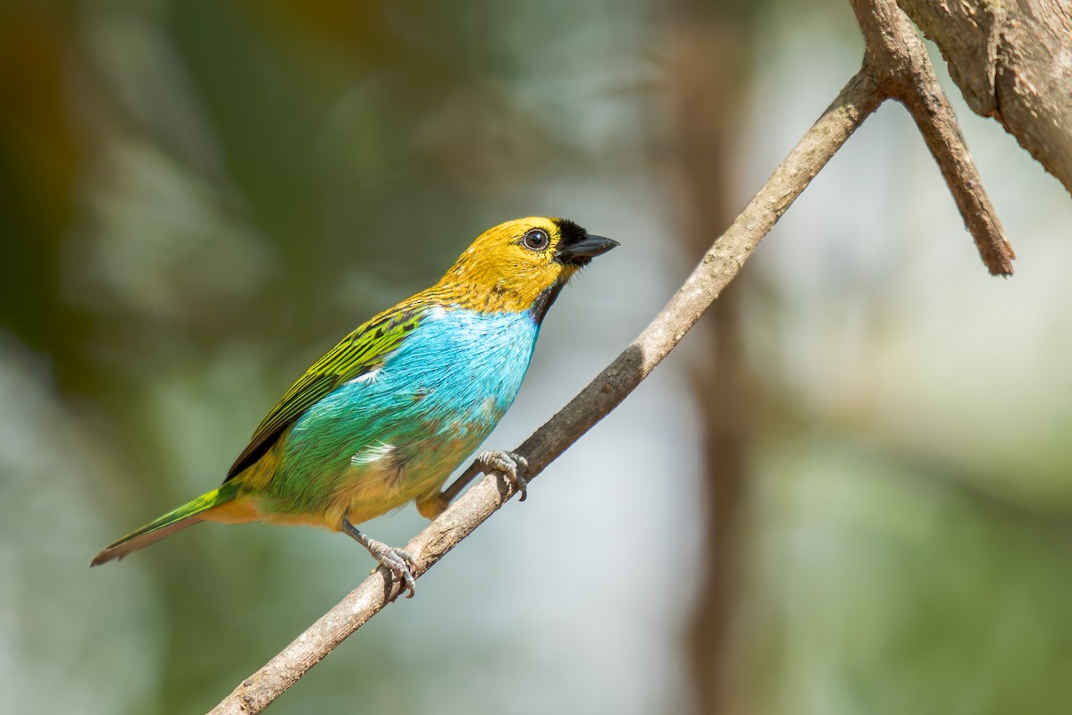 gullsnittanagar - ML644488312