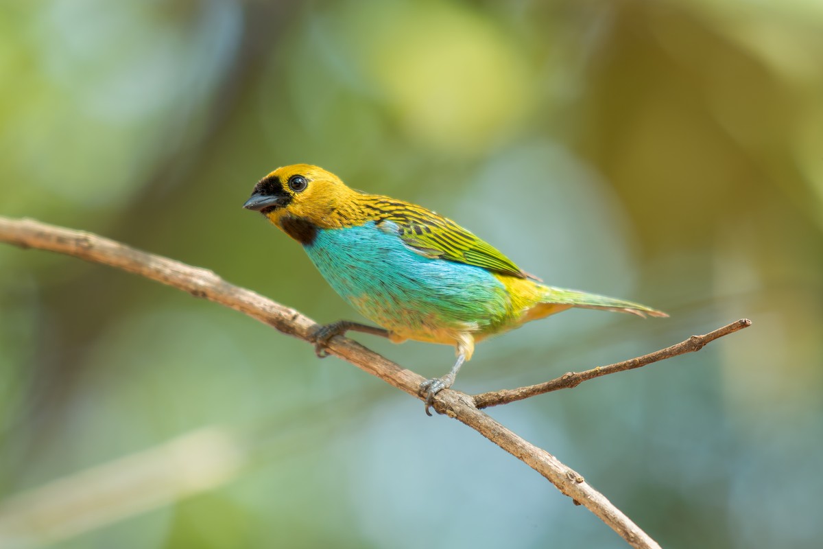 gullsnittanagar - ML644488313