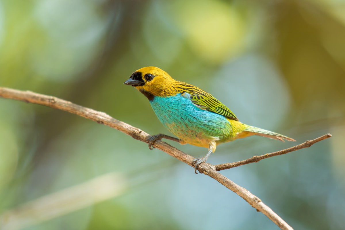 gullsnittanagar - ML644488315