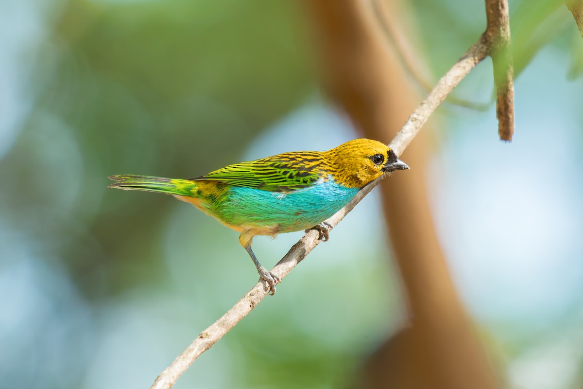 gullsnittanagar - ML644488317