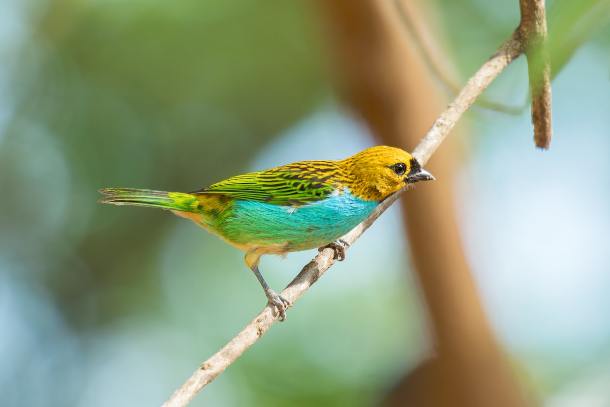 gullsnittanagar - ML644488318