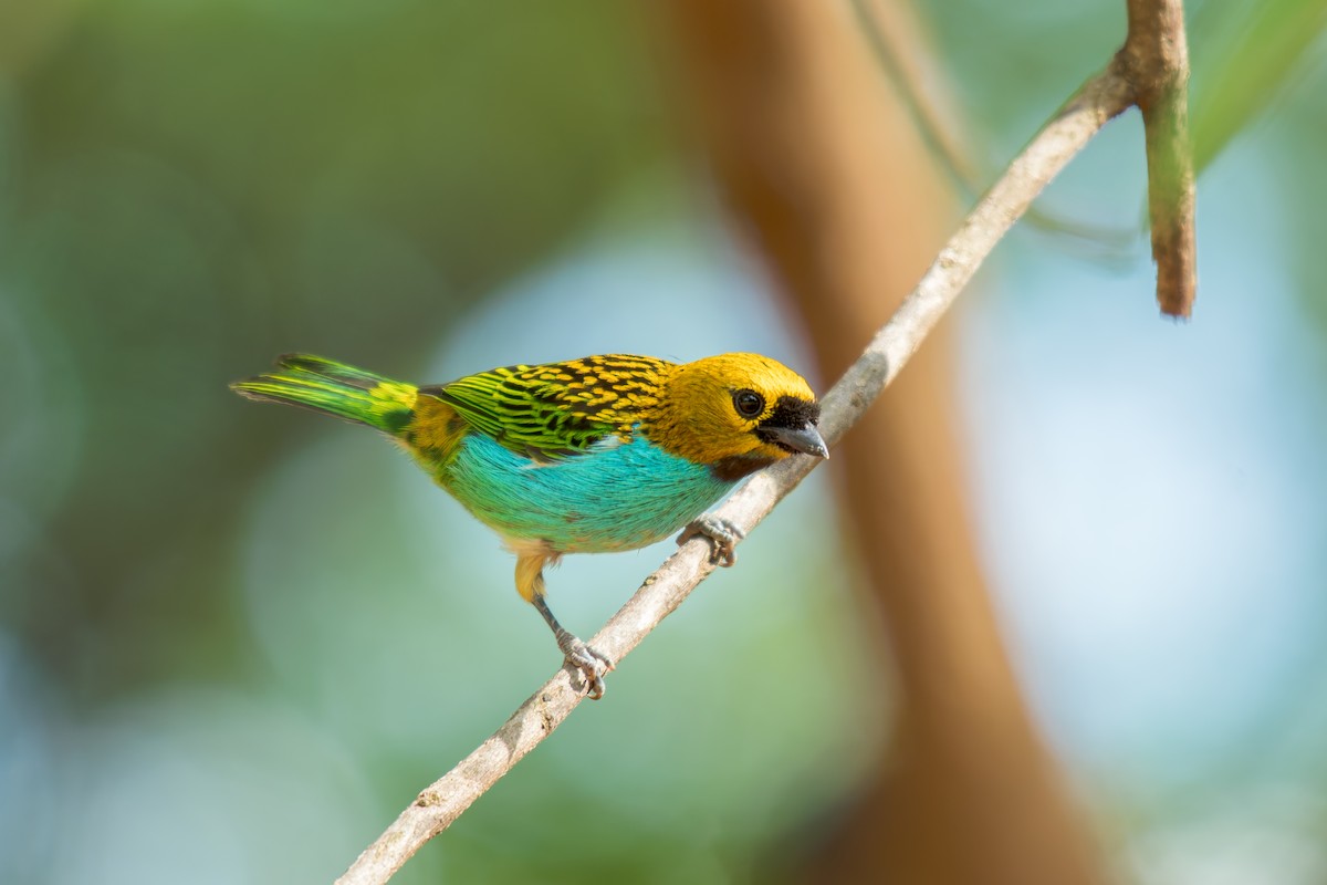 gullsnittanagar - ML644488320