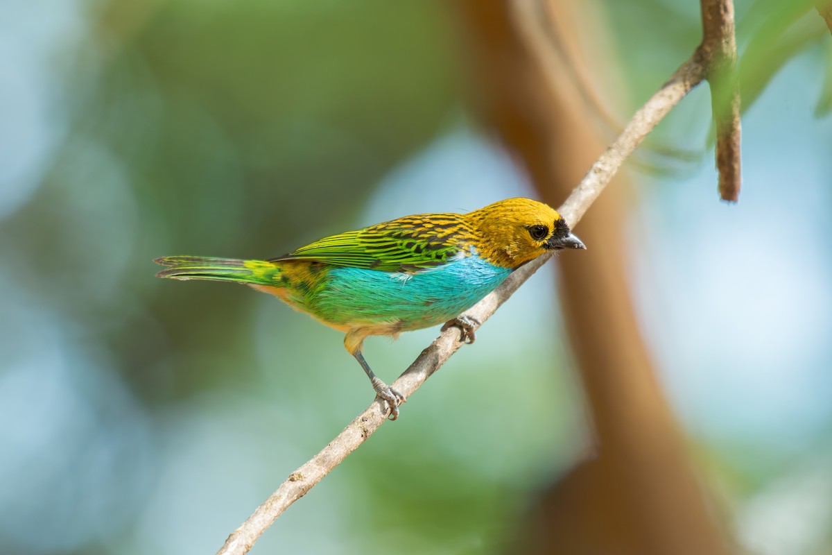 gullsnittanagar - ML644488322