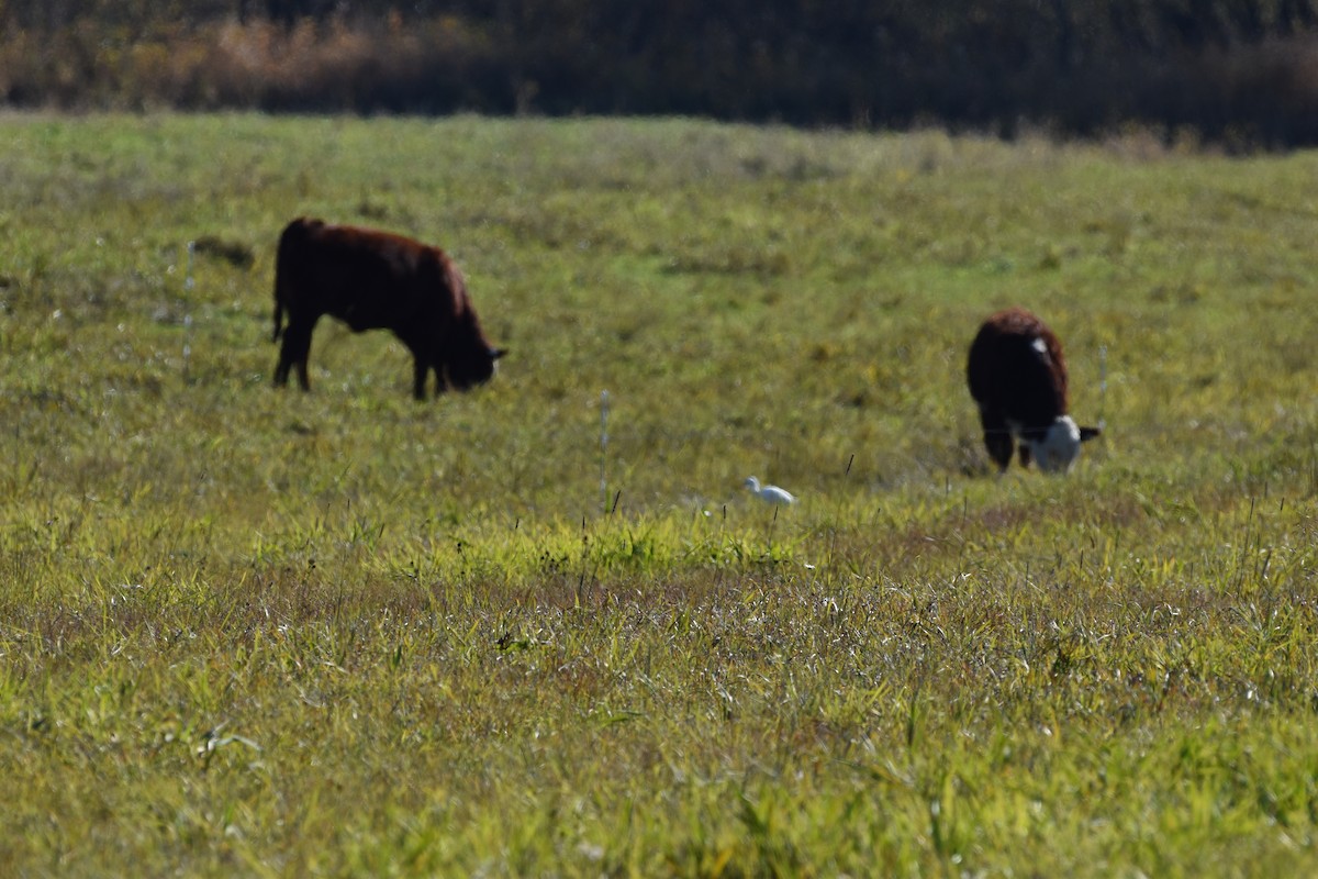 Western Cattle-Egret - ML644488323