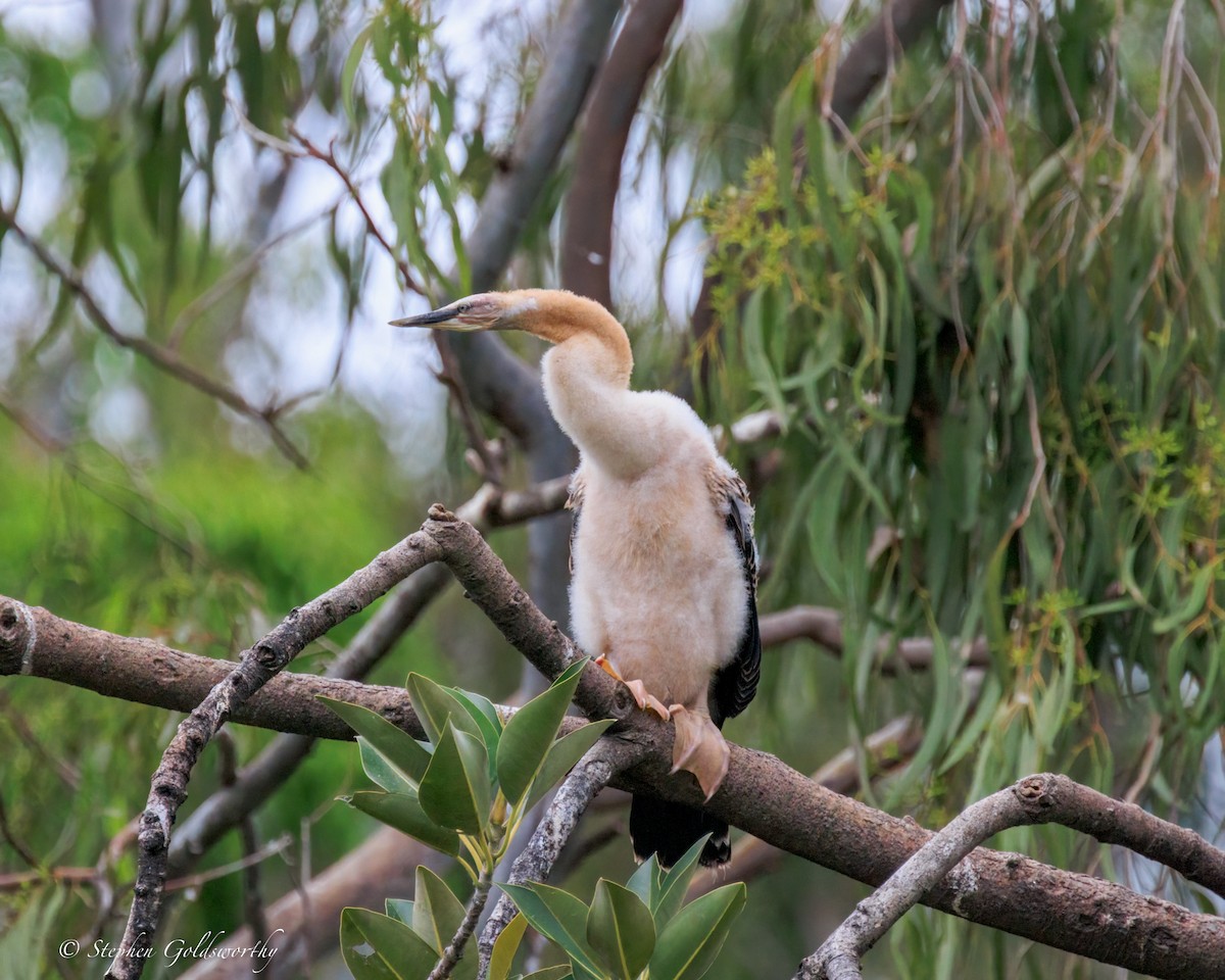 オーストラリアヘビウ - ML644488324