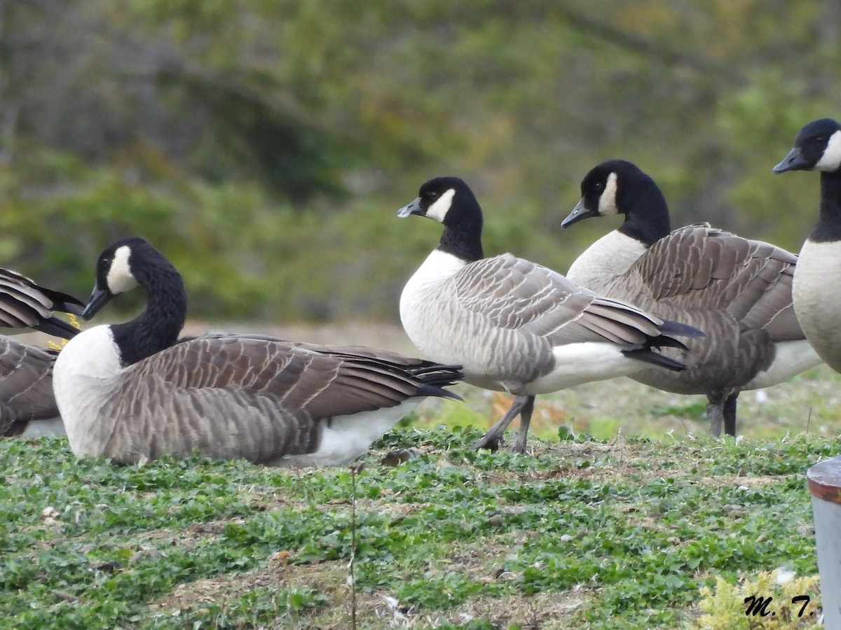 Cackling Goose - ML644488330