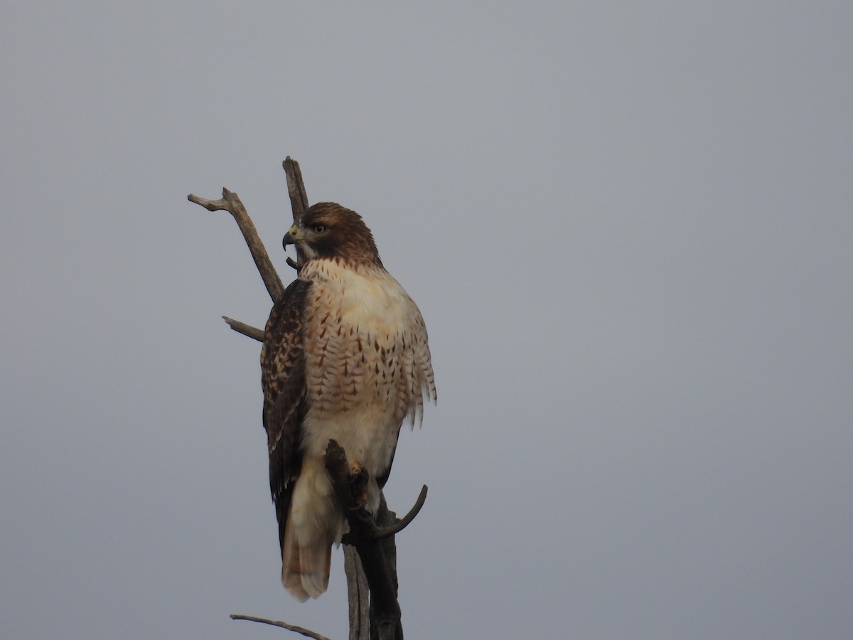 Red-tailed Hawk - ML644488332