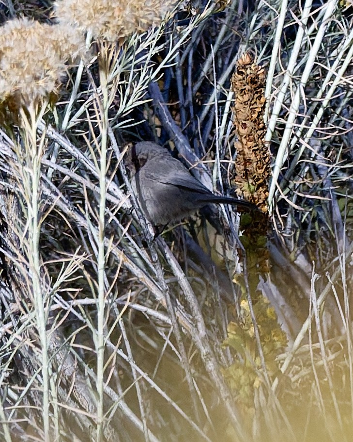 Bushtit (Interior) - ML644488338