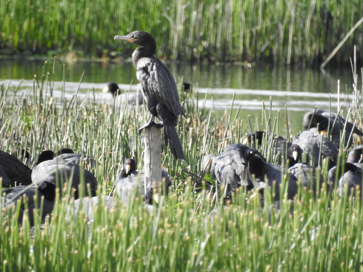 Neotropic Cormorant - ML644488339