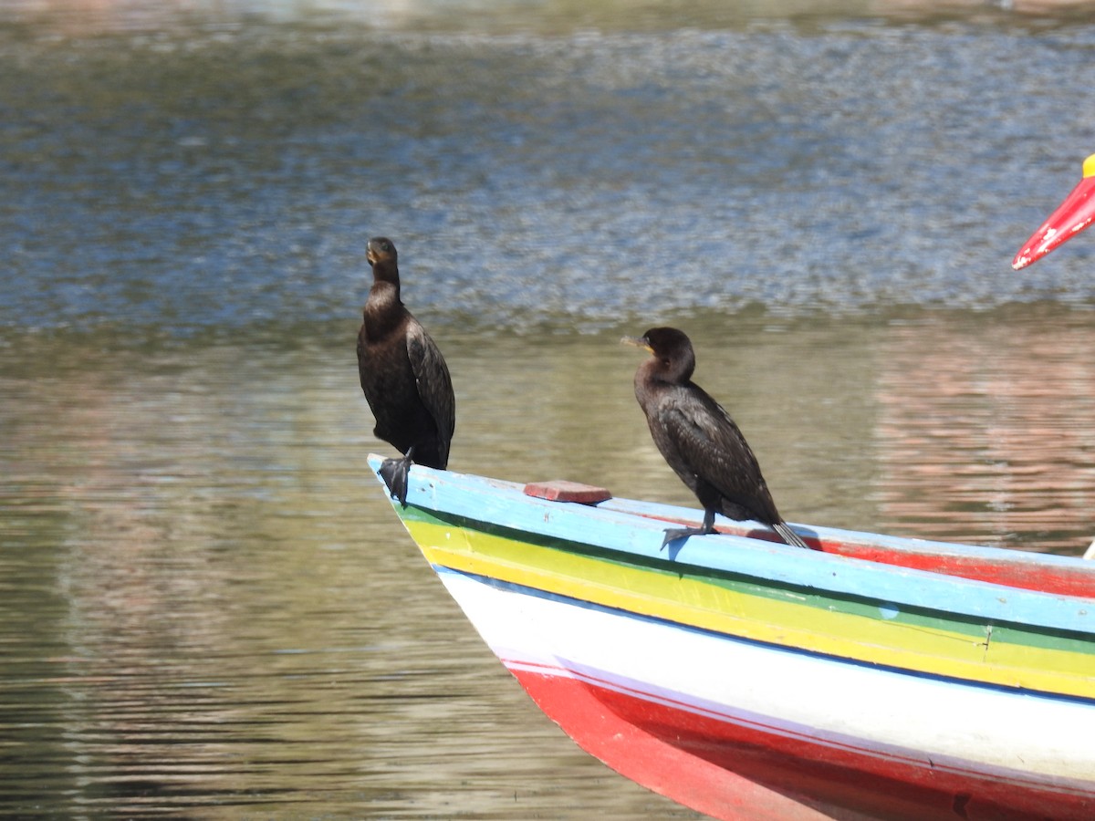 Neotropic Cormorant - ML644488340