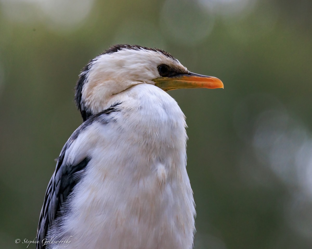 Little Pied Cormorant - ML644488341