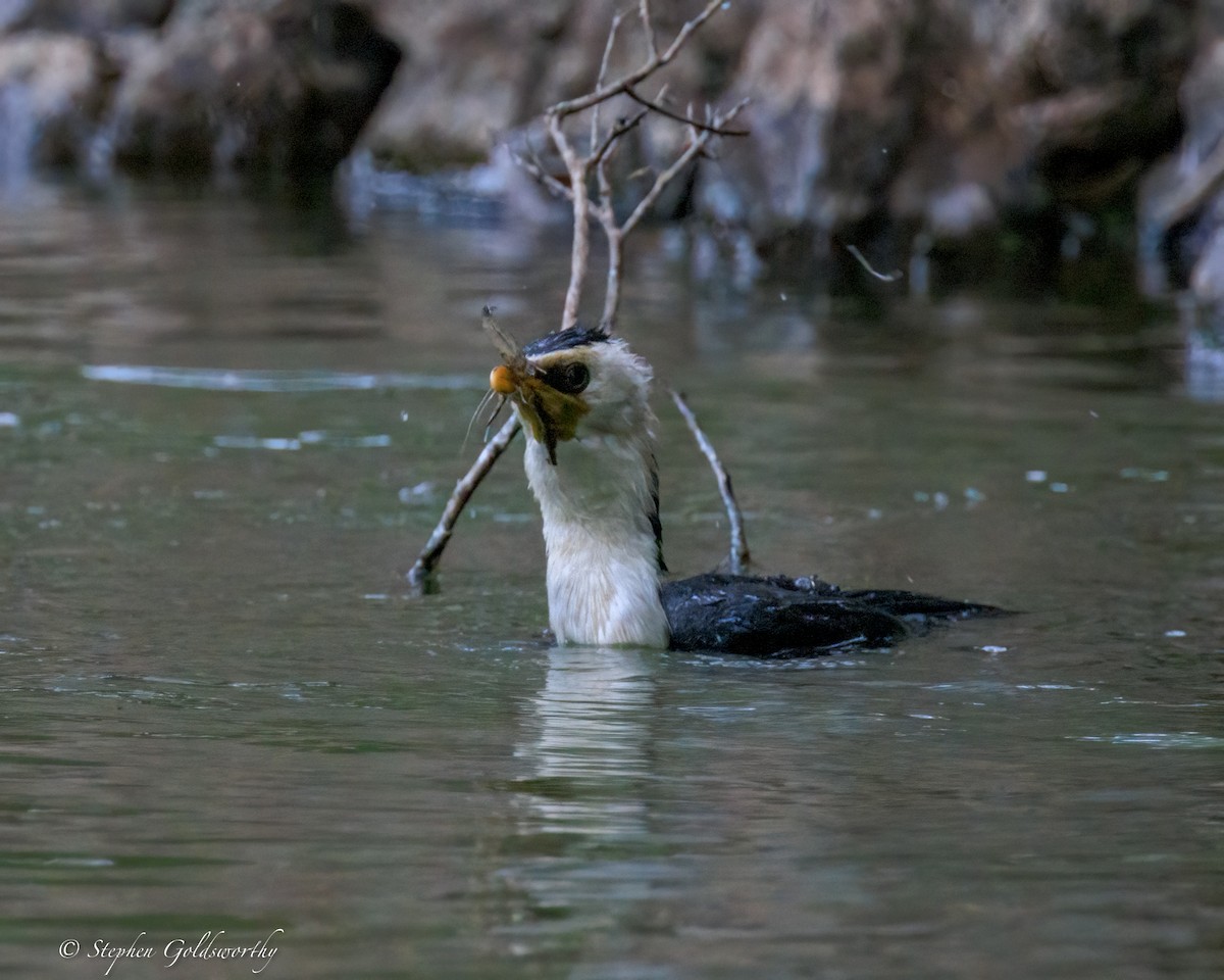 Little Pied Cormorant - ML644488342