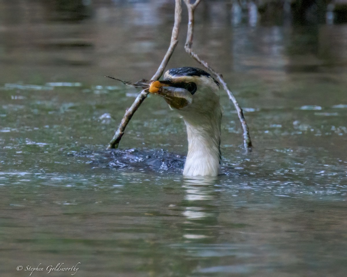 Little Pied Cormorant - ML644488343