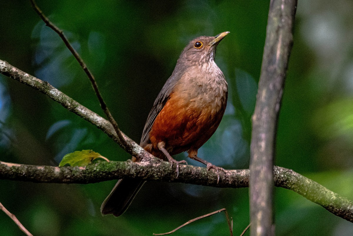 Rufous-bellied Thrush - ML644488344