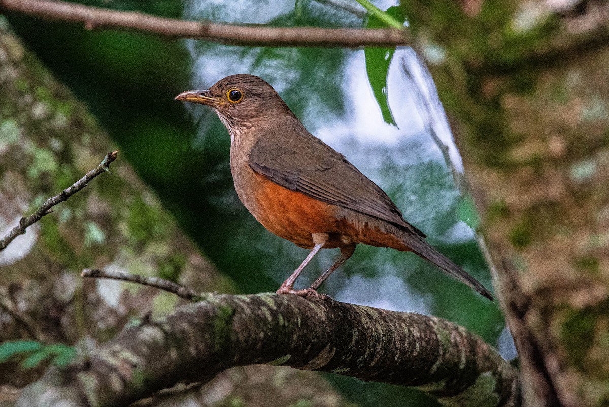 Rufous-bellied Thrush - ML644488347