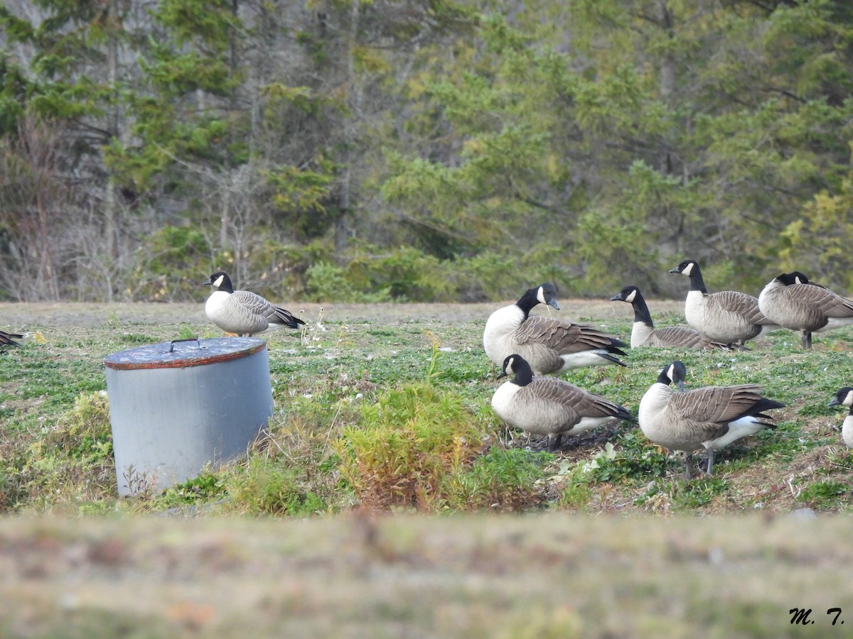 Cackling Goose - ML644488356