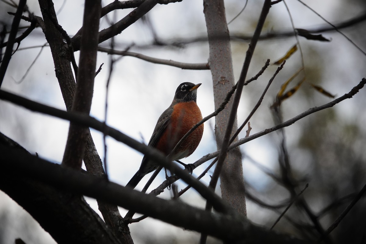 Wanderdrossel - ML644488366