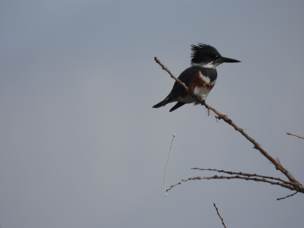 Belted Kingfisher - ML644488369