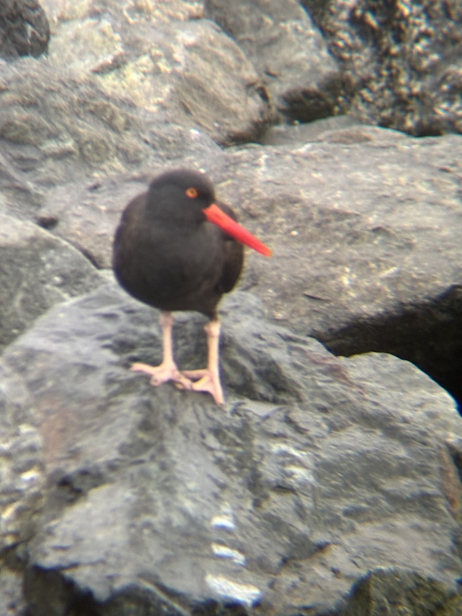 Black Oystercatcher - ML644488376
