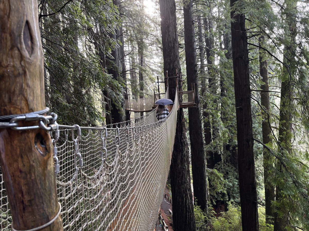 Black Oystercatcher - ML644488377