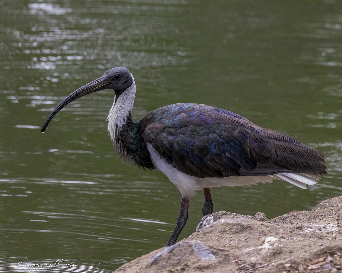 Straw-necked Ibis - ML644488378