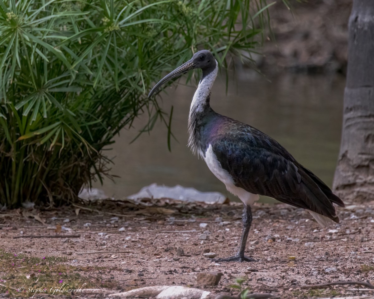 Straw-necked Ibis - ML644488379