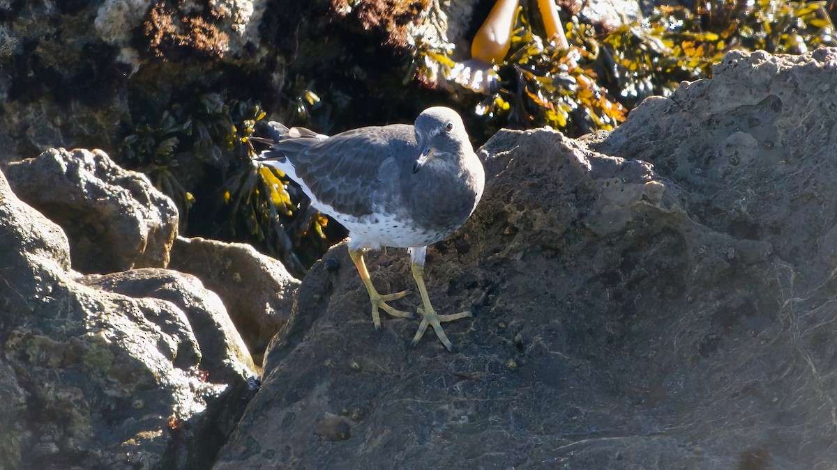 アライソシギ - ML644488391