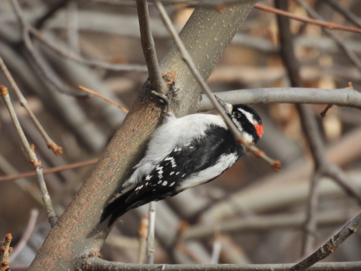 Hairy Woodpecker - ML644488394