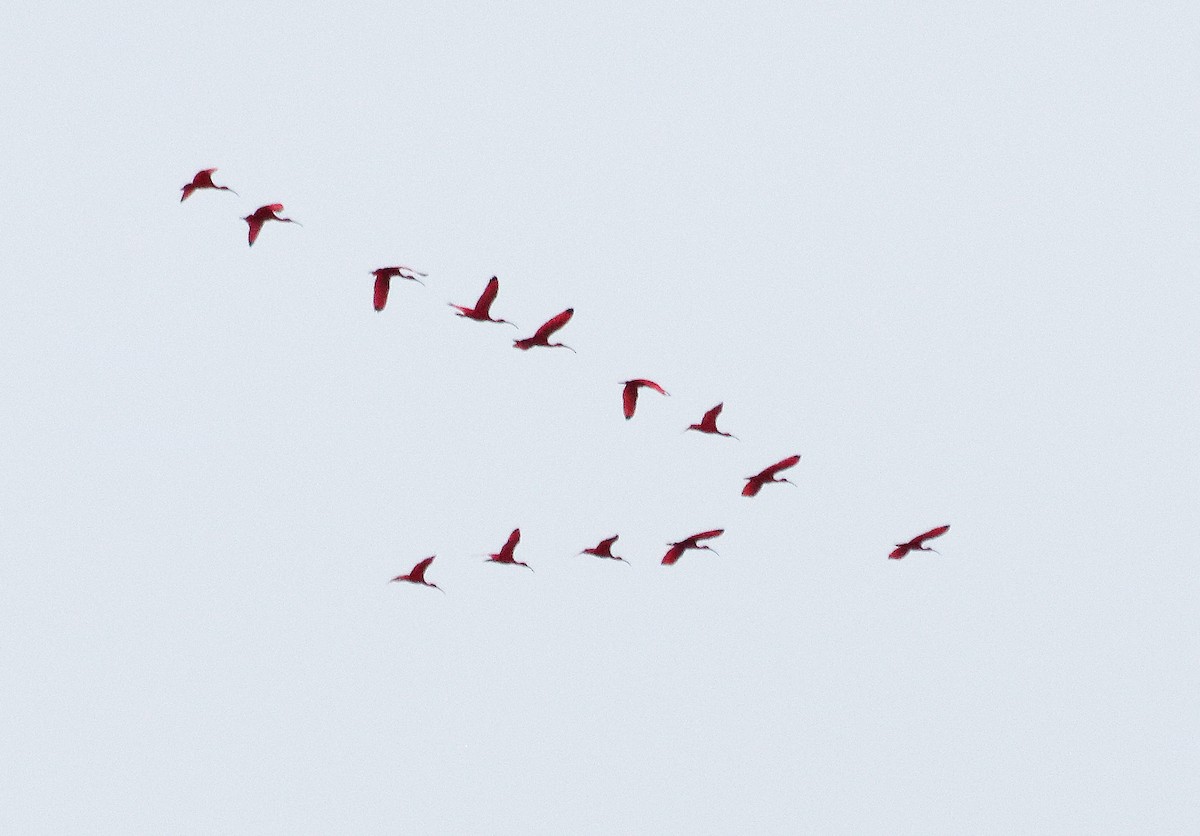 Al Aynak - ML644488396