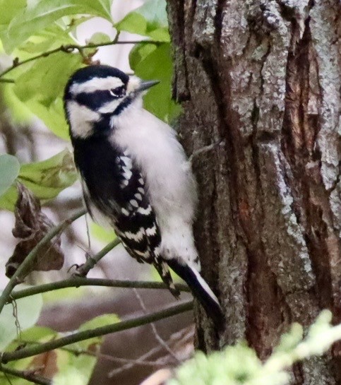 dunspett - ML644488404