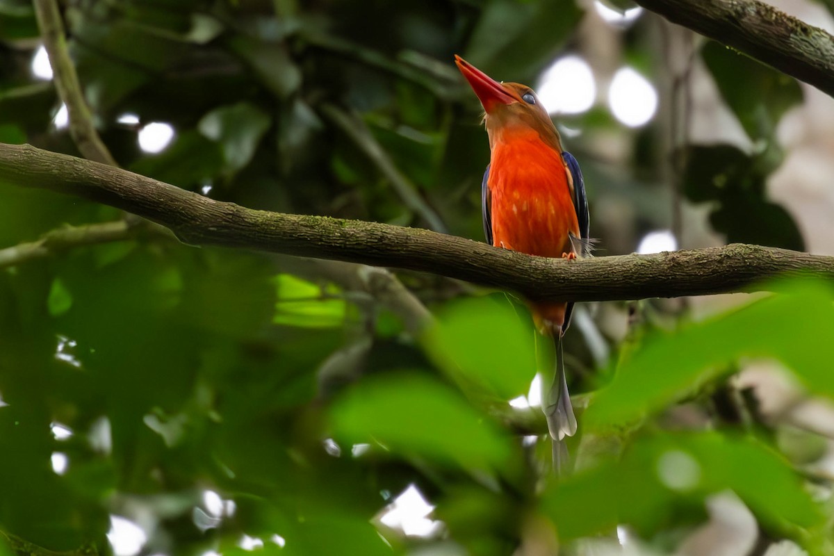 Brown-headed Paradise-Kingfisher - ML644488405