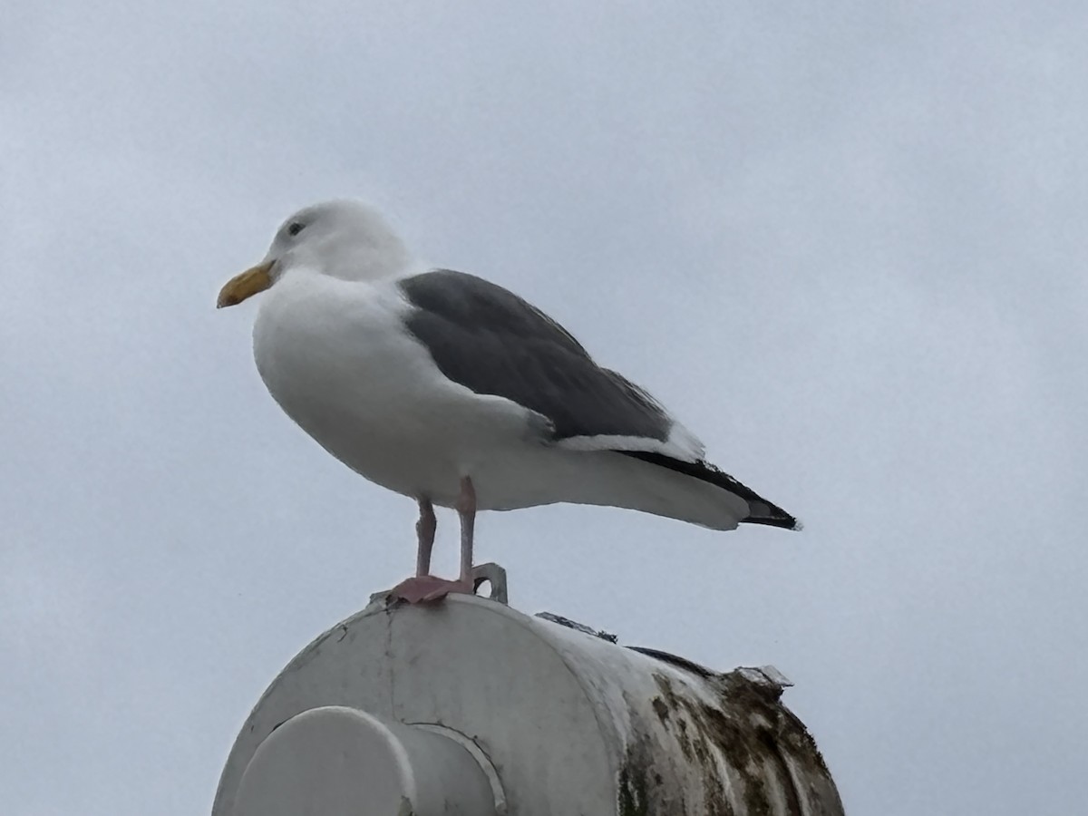Western Gull - ML644488406