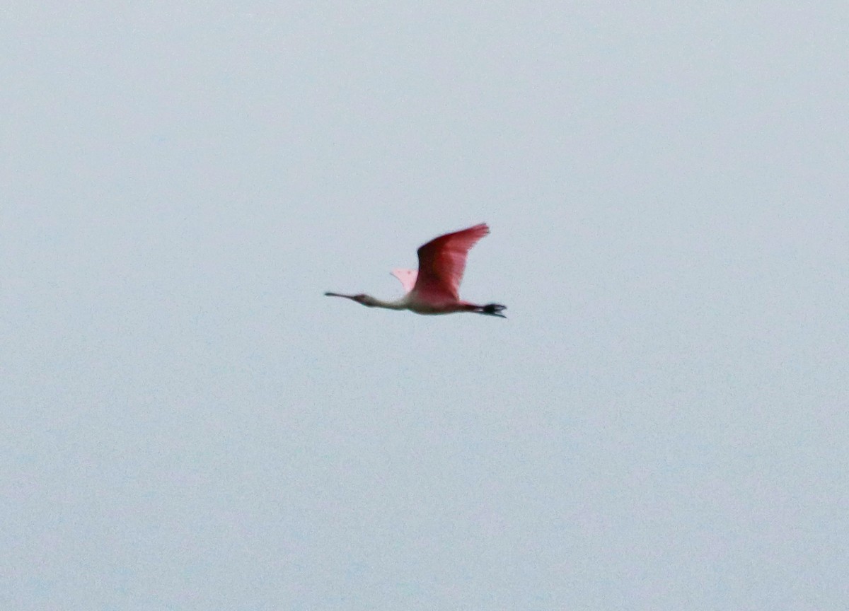 Roseate Spoonbill - ML644488407