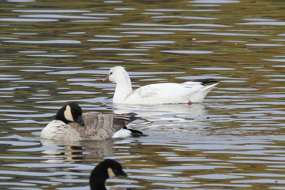 husa bělostná - ML644488410